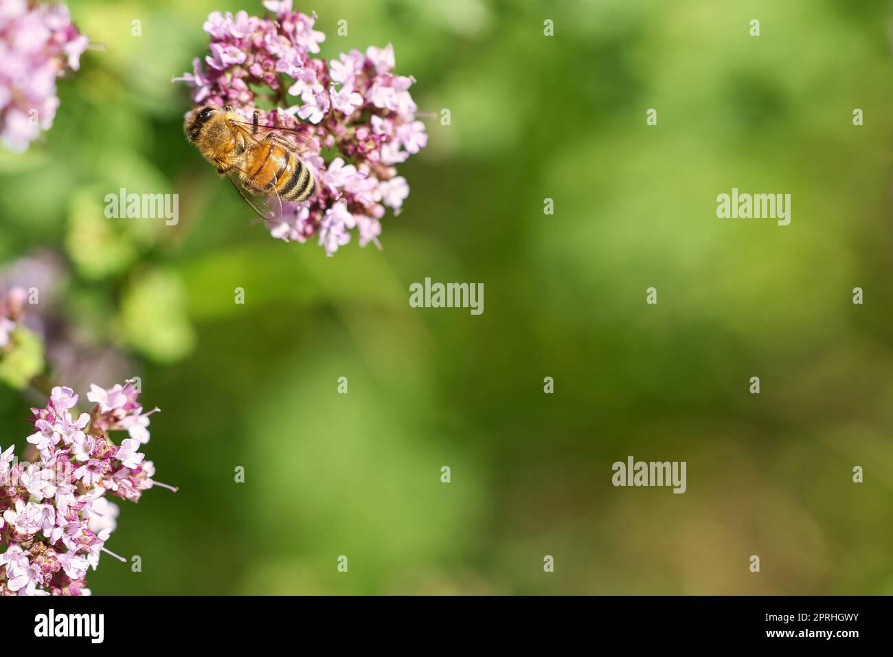 Abeille collectant le nectar sur une fleur du buisson de papillon de fleur. Insectes occupés Banque D'Images