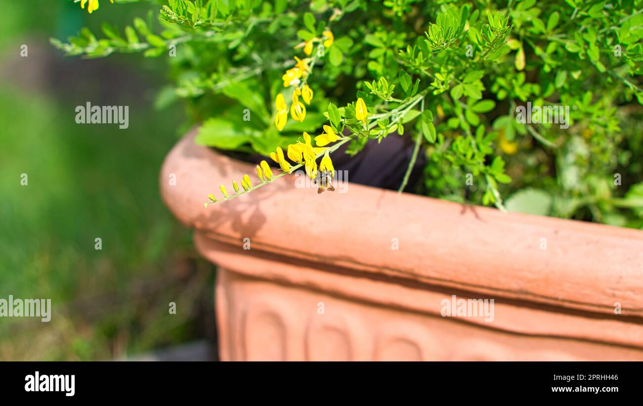 fleur de balai jaune sur le buisson de balai dans le pot de fleur. Gros plan d'une usine. Banque D'Images