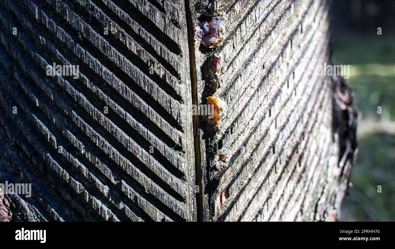 Résine d'arbre récoltée à partir d'un pin. Des rainures ont été sculptées dans l'écorce Banque D'Images