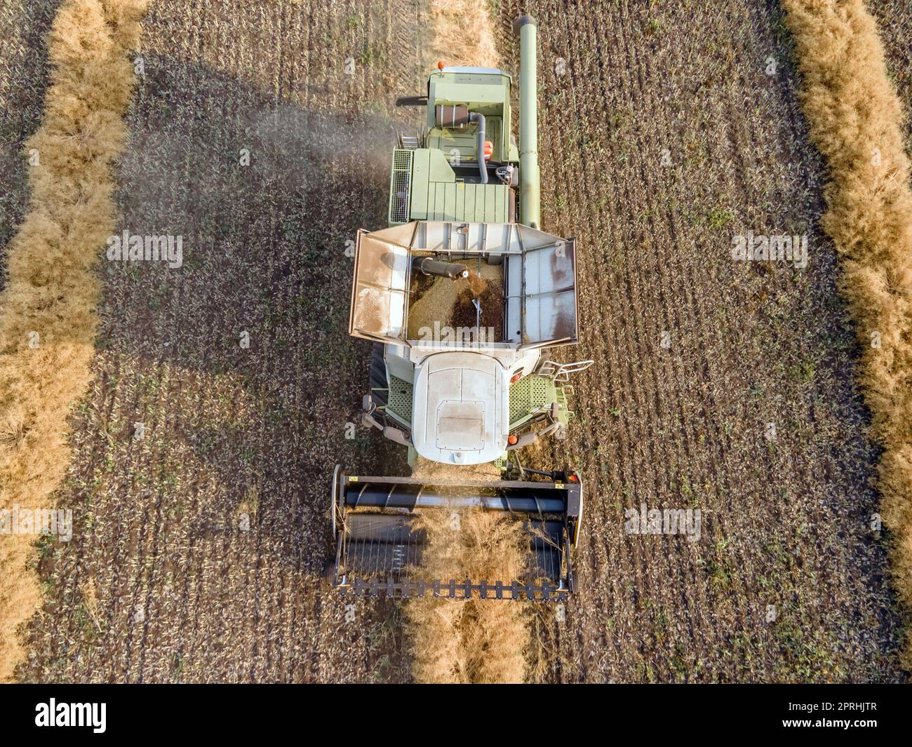 Combine la récolte de colza dans les champs.complexe agro-industriel.la moissonneuse-batteuse coupe le colza.la machine élimine le colza.récolte de céréales.récolte en ranchs et sur les terres agricoles Banque D'Images