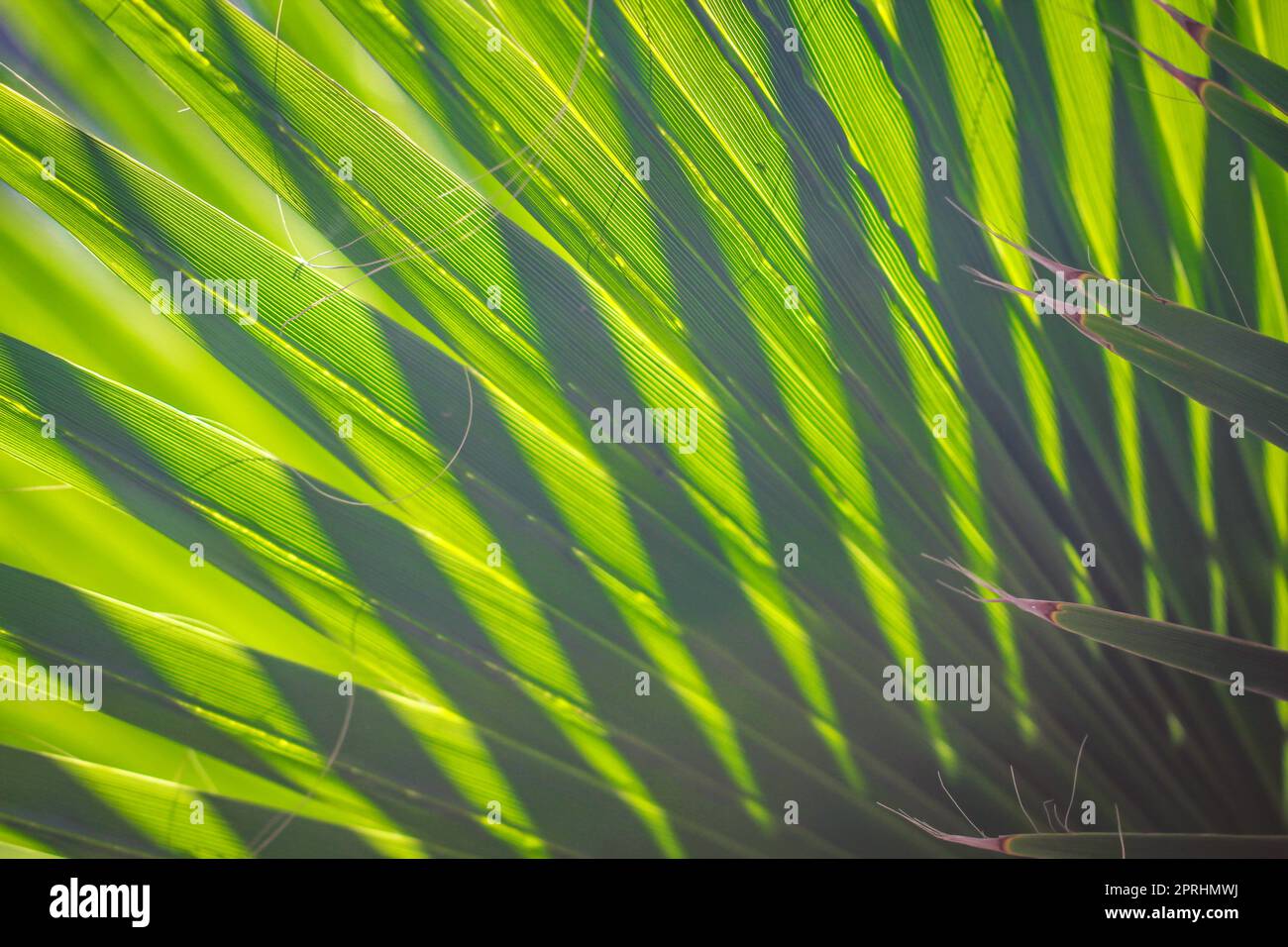 Une feuille de palmier inondée par la lumière du soleil. Banque D'Images