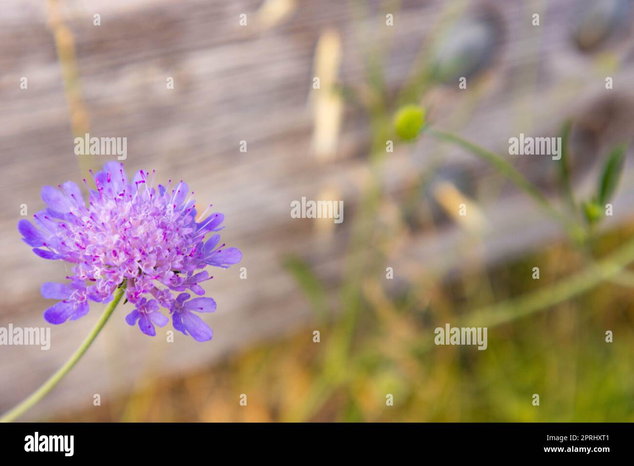 Scabiosa atropurpurea Sweet scabiosa avec de petites fleurs violettes Banque D'Images