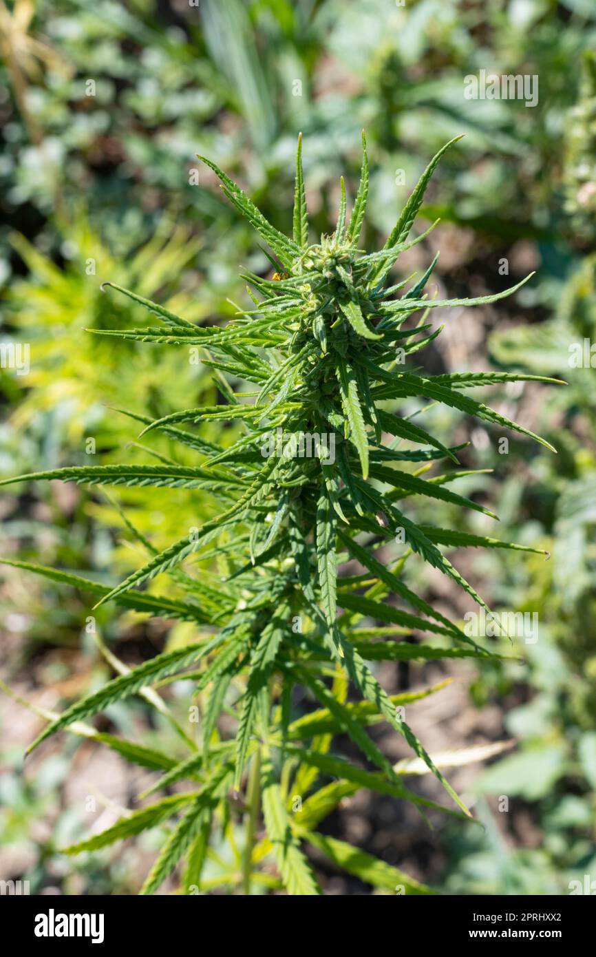 Plantation industrielle de marijuana ou de cannabis, Parme, Italie Banque D'Images Plantation industrielle de marijuana ou de cannabis, Parme, Italie Banque D'Images