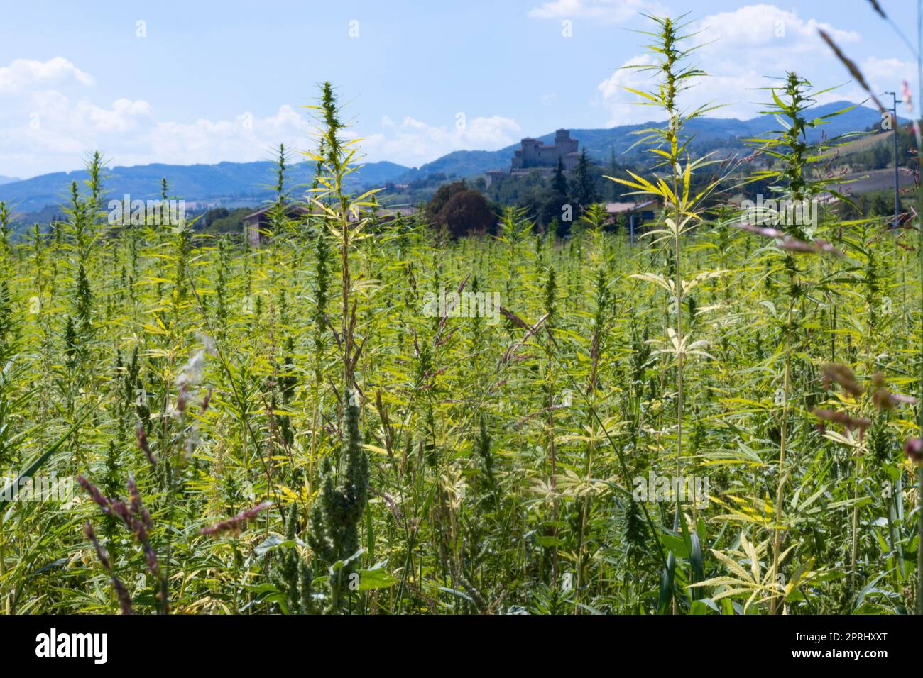 Plantation industrielle de marijuana ou de cannabis, Parme, Italie Banque D'Images Plantation industrielle de marijuana ou de cannabis, Parme, Italie Banque D'Images