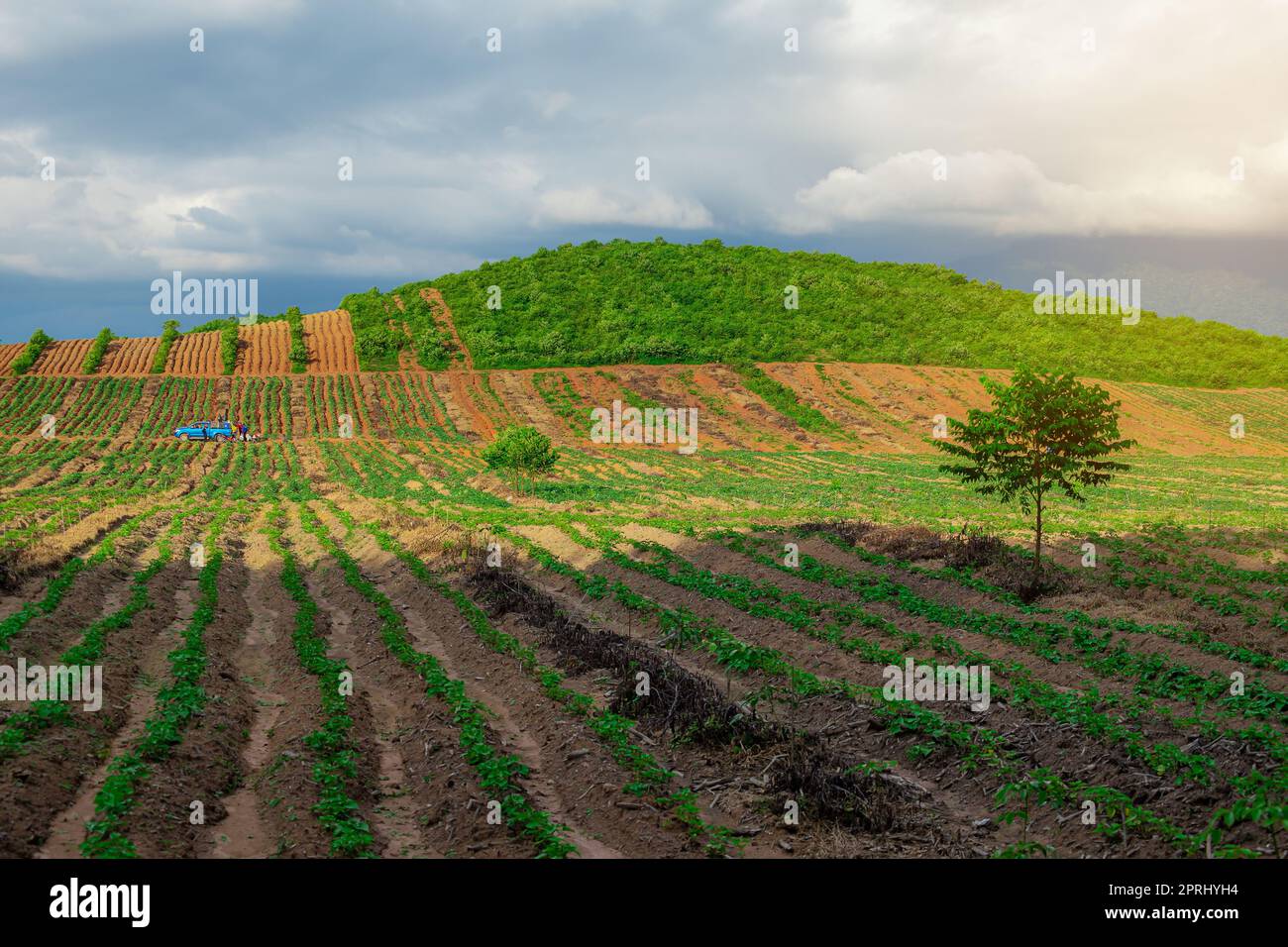 Zone agricole de plantation de caoutchouc dans le sud de la Thaïlande, caoutchouc latex, jardin d'arbre de caoutchouc Para Banque D'Images