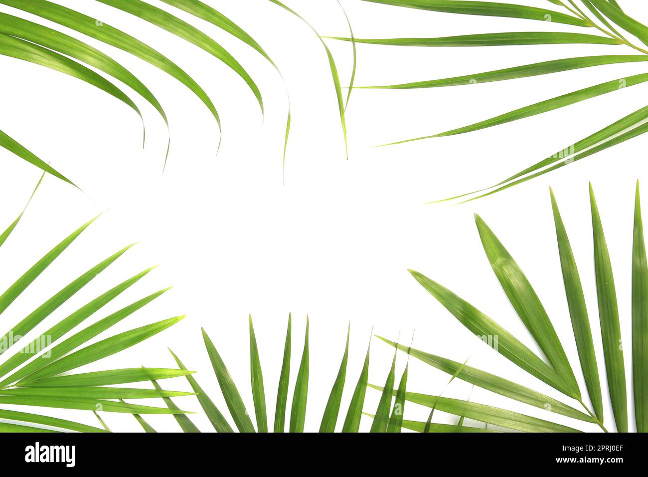 nature tropicale feuilles de palmier vert isolé sur fond blanc Banque D'Images