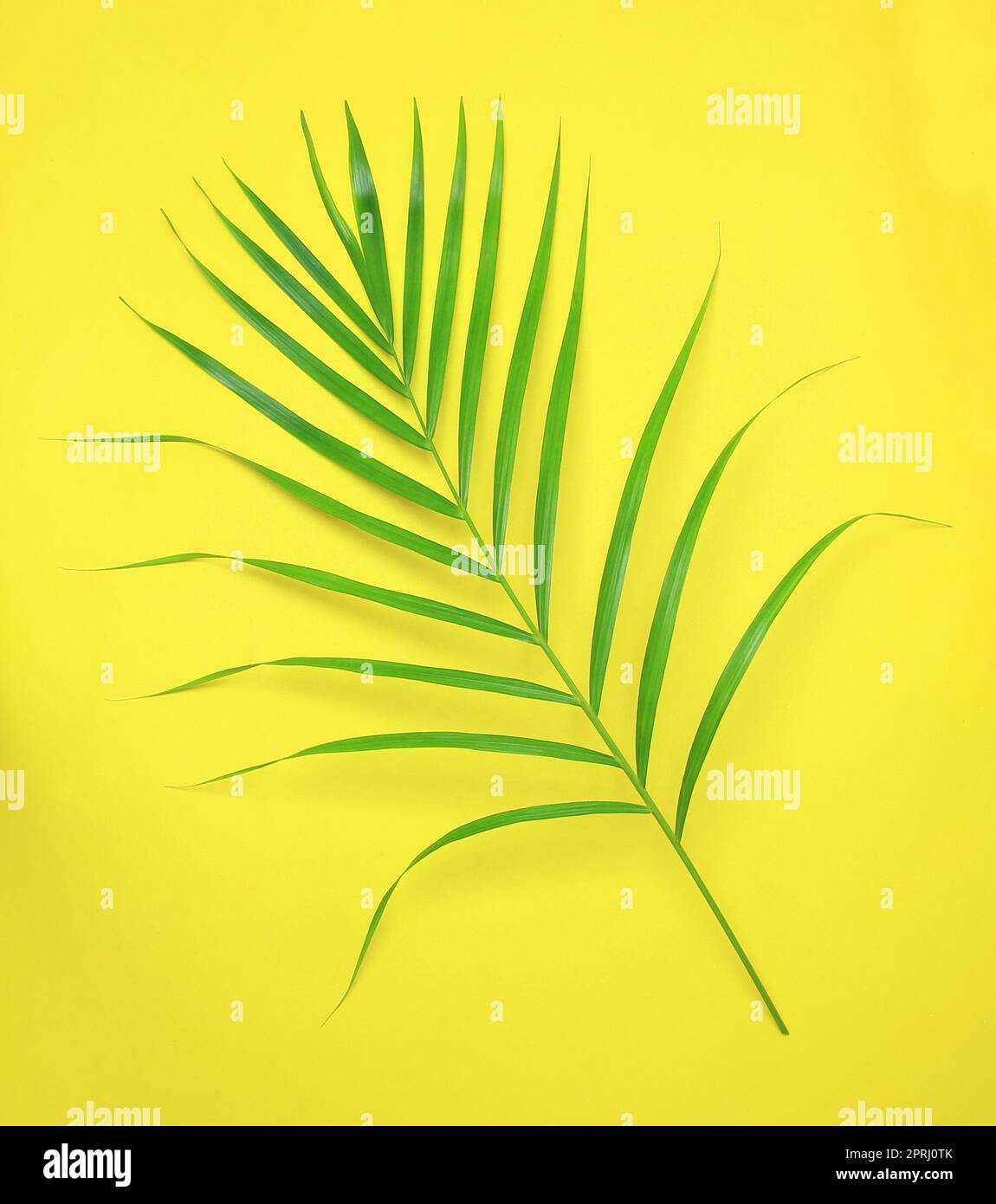 feuille de palmier vert de nature tropicale sur fond coloré Banque D'Images