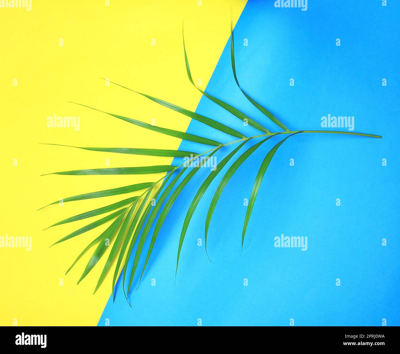feuille de palmier vert de nature tropicale sur fond coloré Banque D'Images
