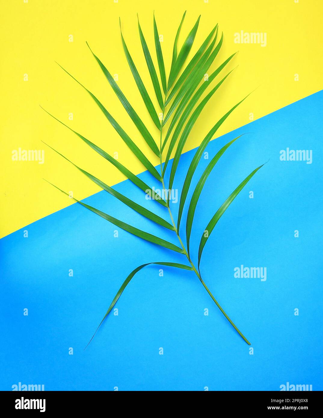 feuille de palmier vert de nature tropicale sur fond coloré Banque D'Images
