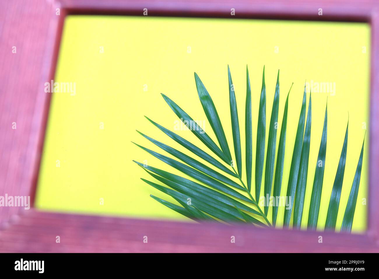 feuille de palmier vert de nature tropicale dans un cadre photo sur fond coloré Banque D'Images