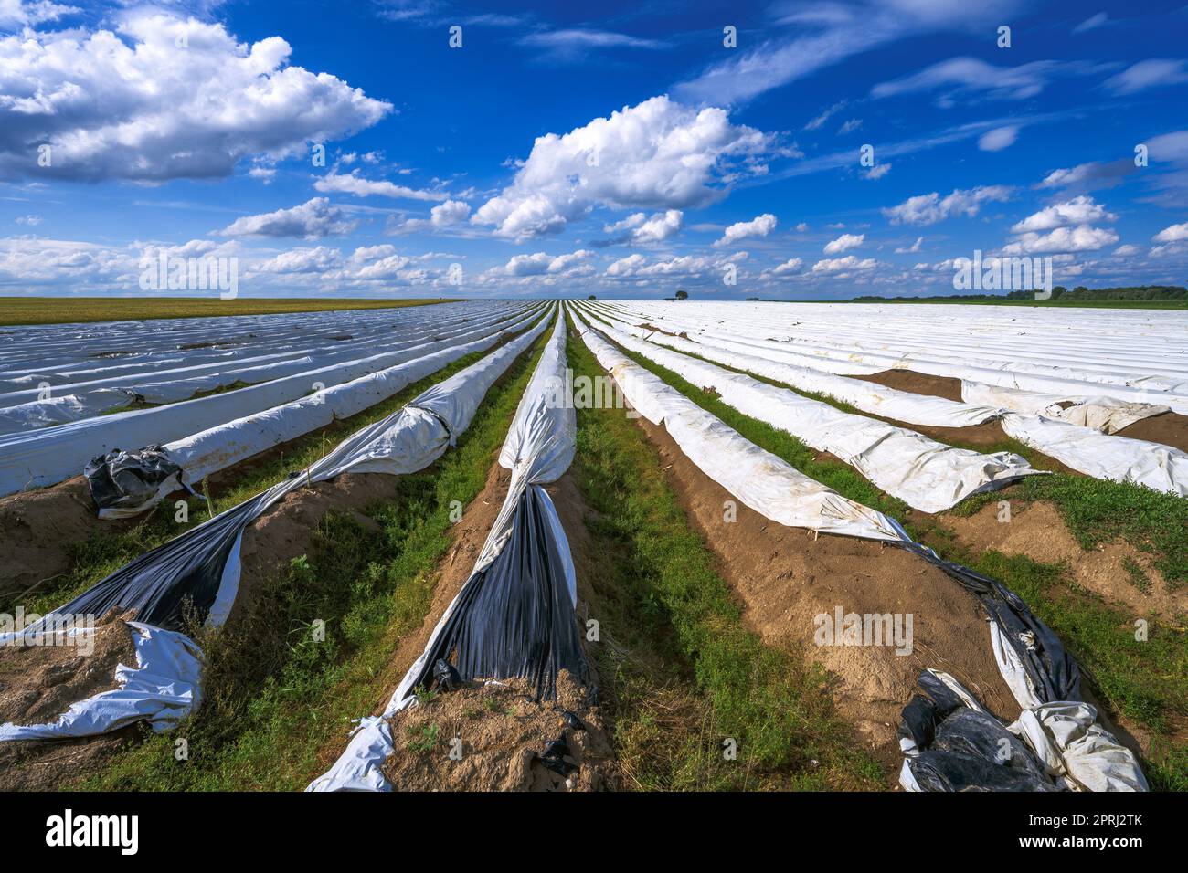 Paysage avec un champ d'asperges Banque D'Images