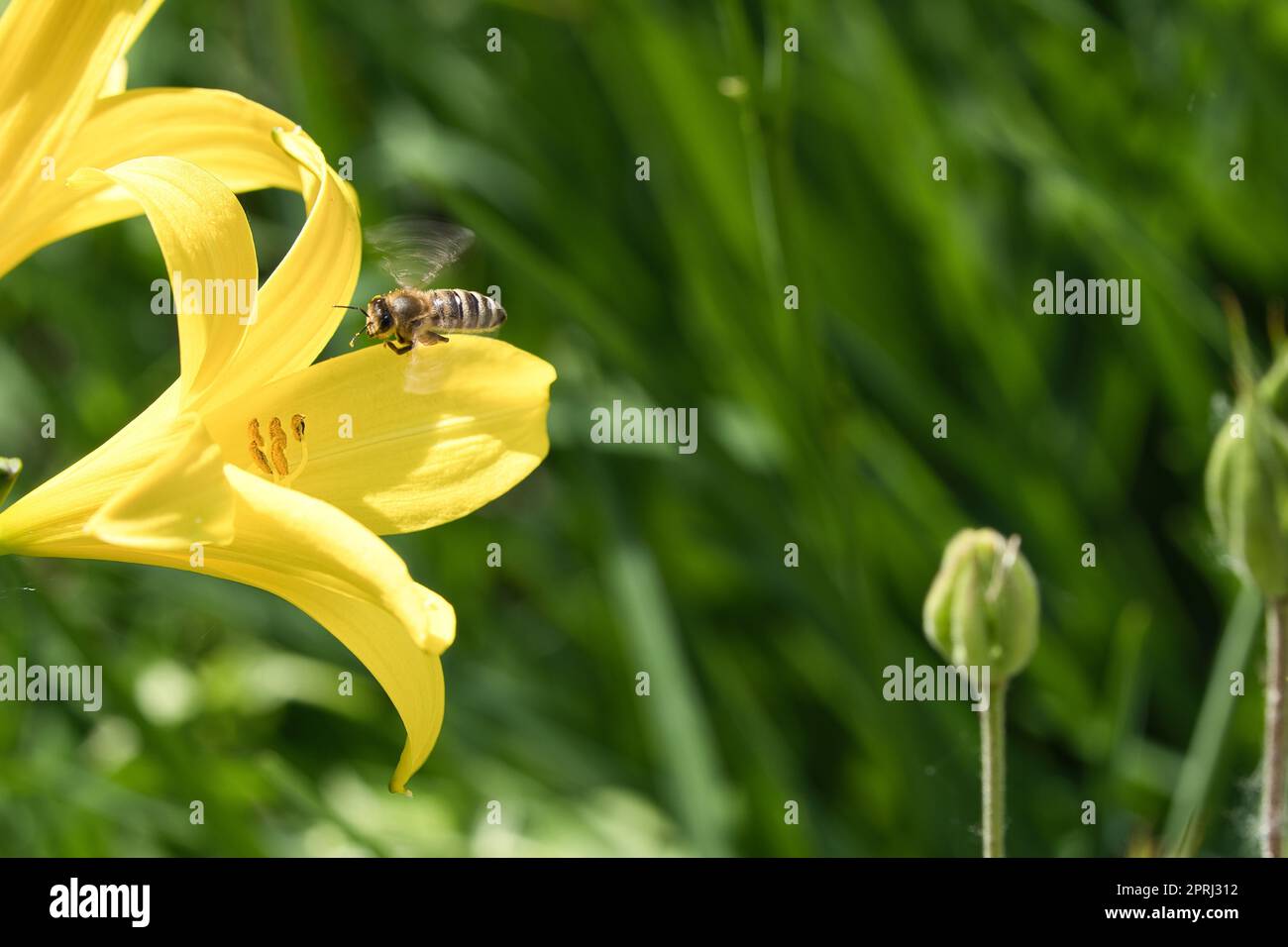 Abeille collectant le nectar en vol sur une fleur de lys jaune. Insecte occupé. Banque D'Images