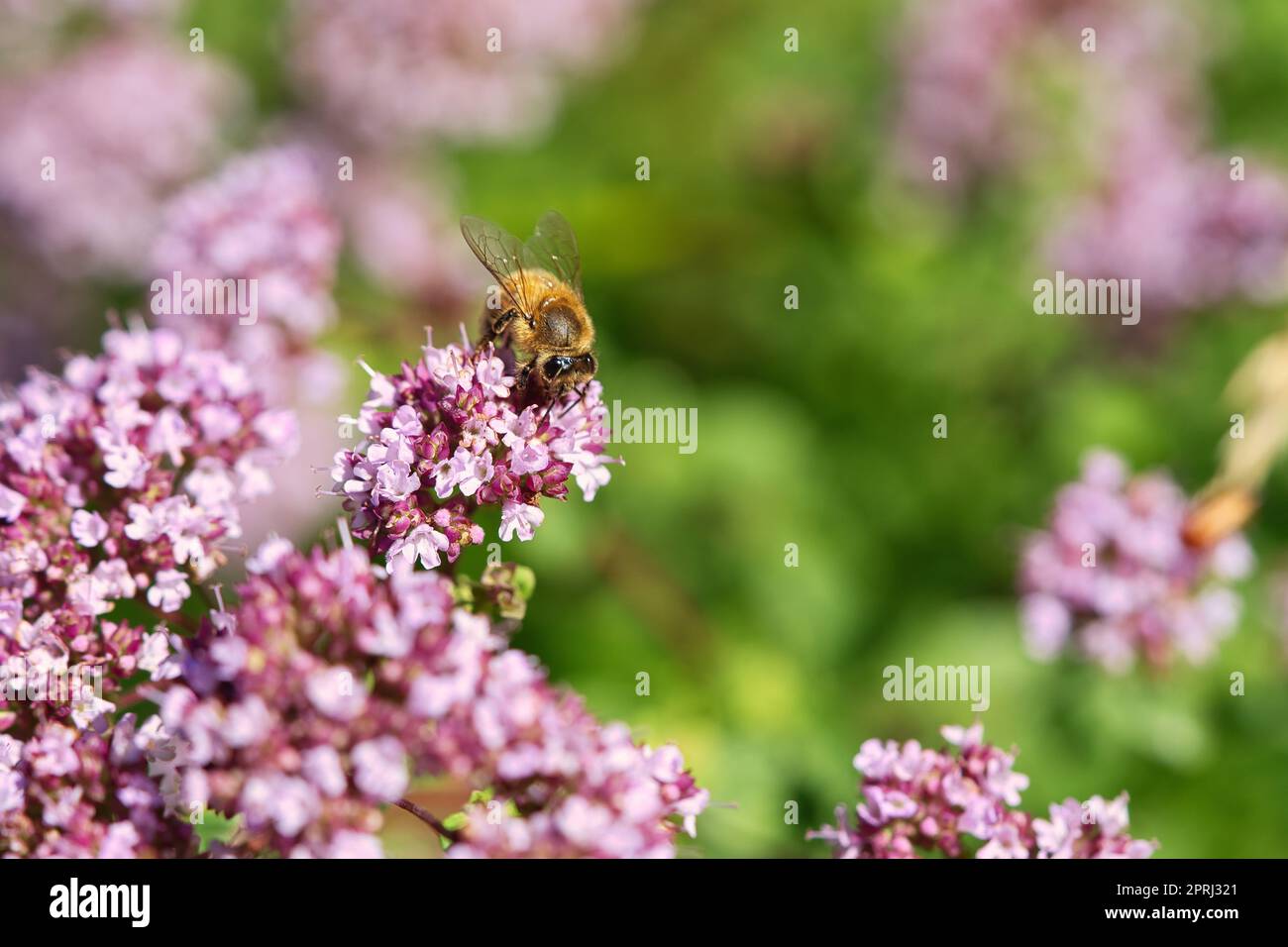 Abeille collectant le nectar sur une fleur du buisson de papillon de fleur. Insectes occupés Banque D'Images