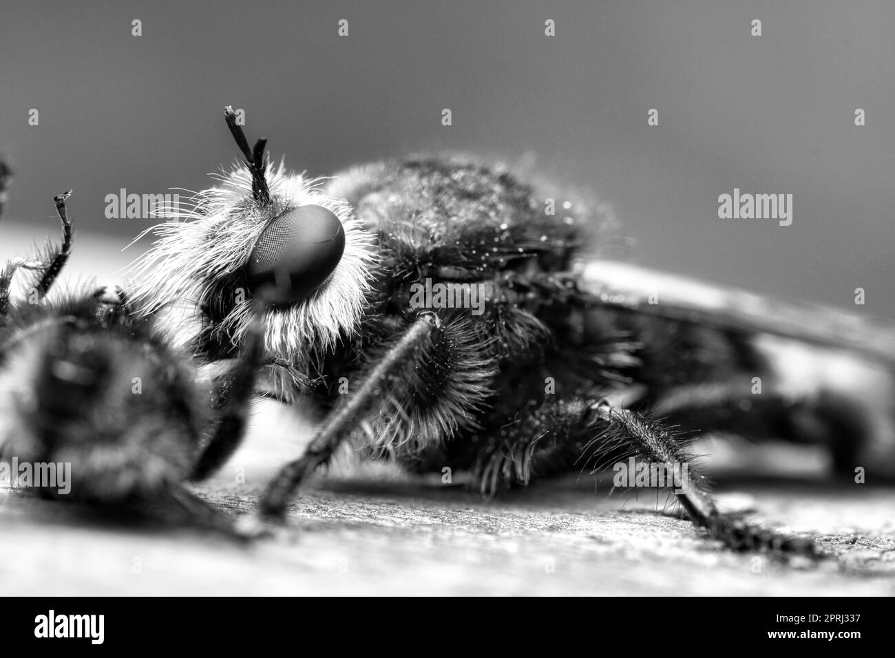 La mouche de meurtre jaune ou de vol de voleur comme image noire et blanche avec un bourdon comme proie Banque D'Images