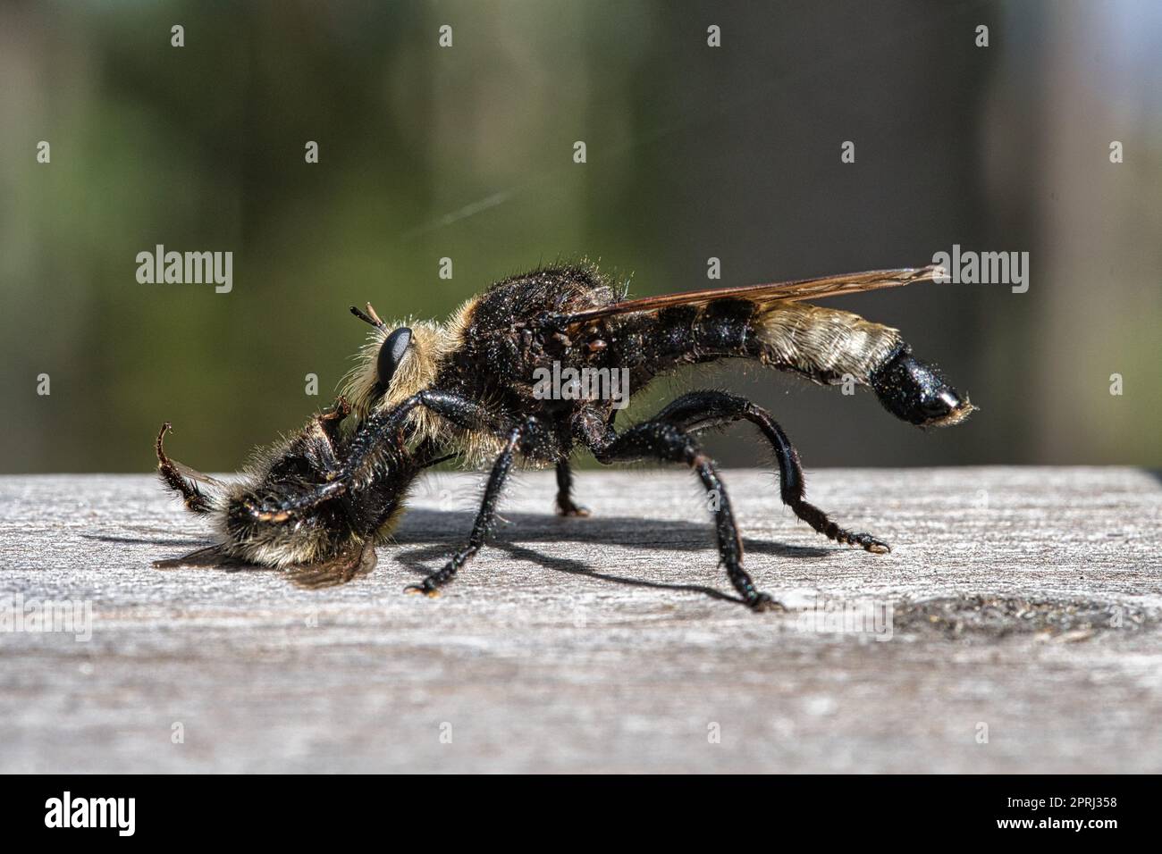 Mouche de meurtre jaune ou mouche jaune avec un bourdon comme proie. L'insecte est aspiré Banque D'Images
