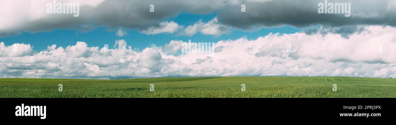 Campagne rurale Green Wheat Field Meadow Paysage en été Sunny Day. Ciel pittoresque avec nuages sur Horizon. Panorama Banque D'Images