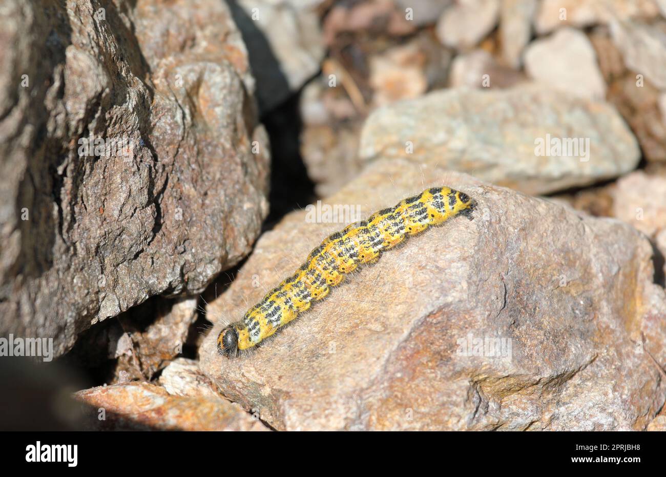 Rameau Buff caterpillar - Phalera bucephala de ramper sur le sol Banque D'Images