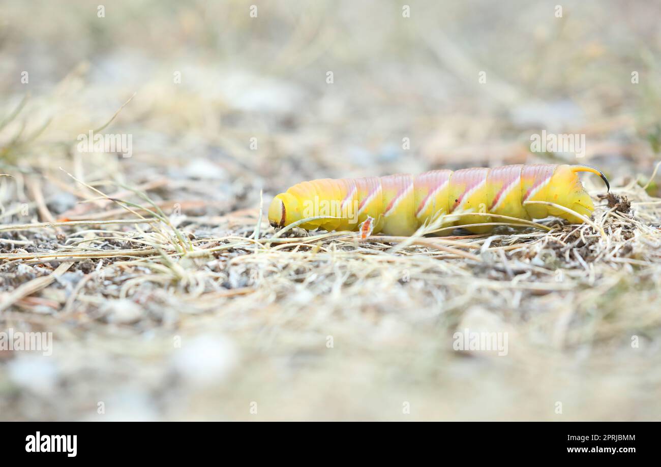 chenille de la teigne du faucon privet - sphinx ligustri - variante jaune rare Banque D'Images