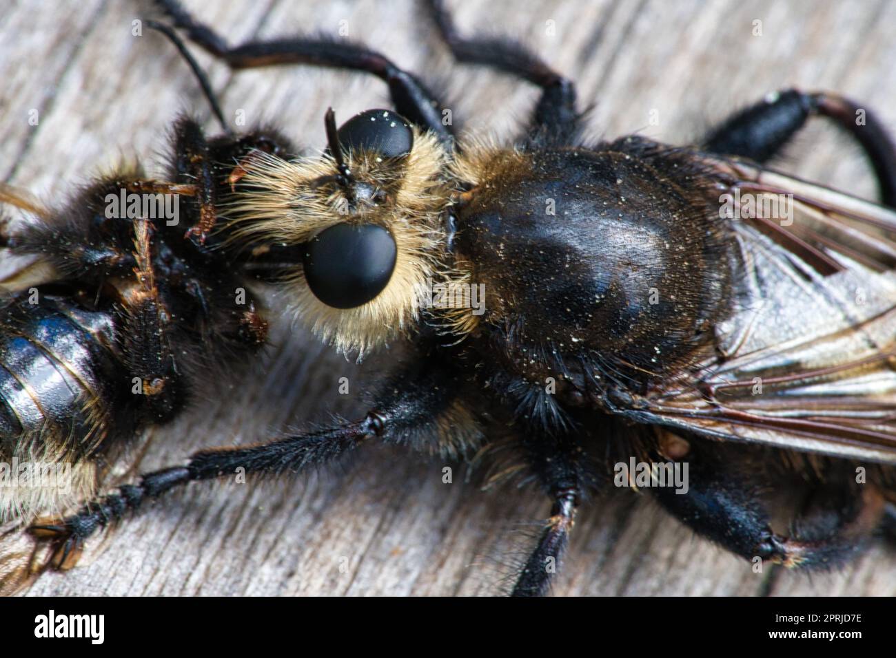Mouche de meurtre jaune ou mouche jaune avec un bourdon comme proie. L'insecte est aspiré Banque D'Images
