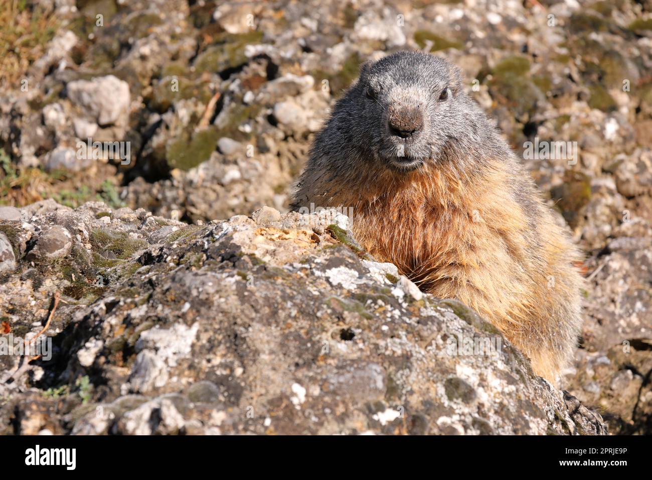 Portrait de la marmotte alpine - Marmota marmota - avec un fond en pierre Banque D'Images