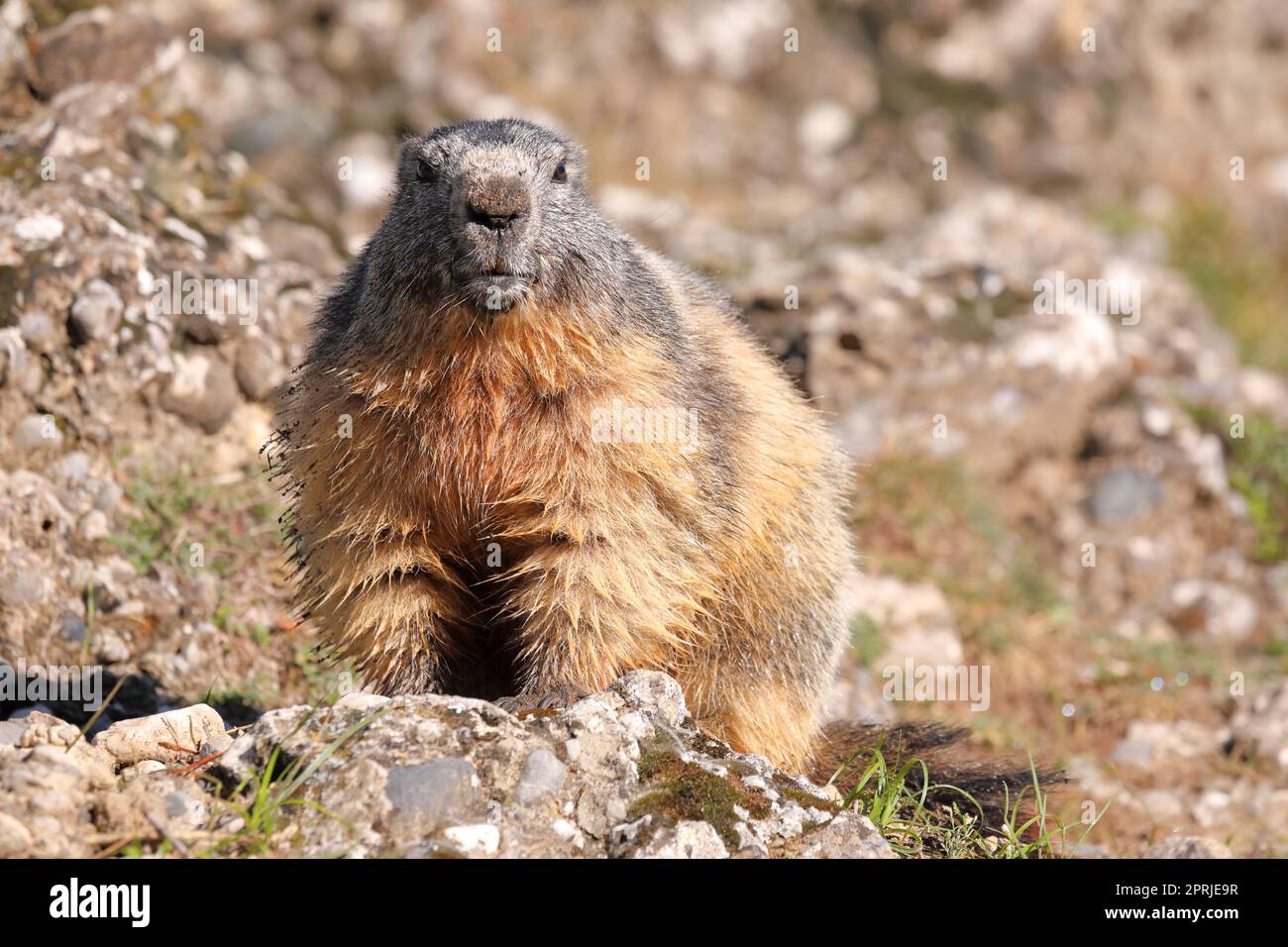 Portrait de la marmotte alpine - Marmota marmota - avec un fond en pierre Banque D'Images