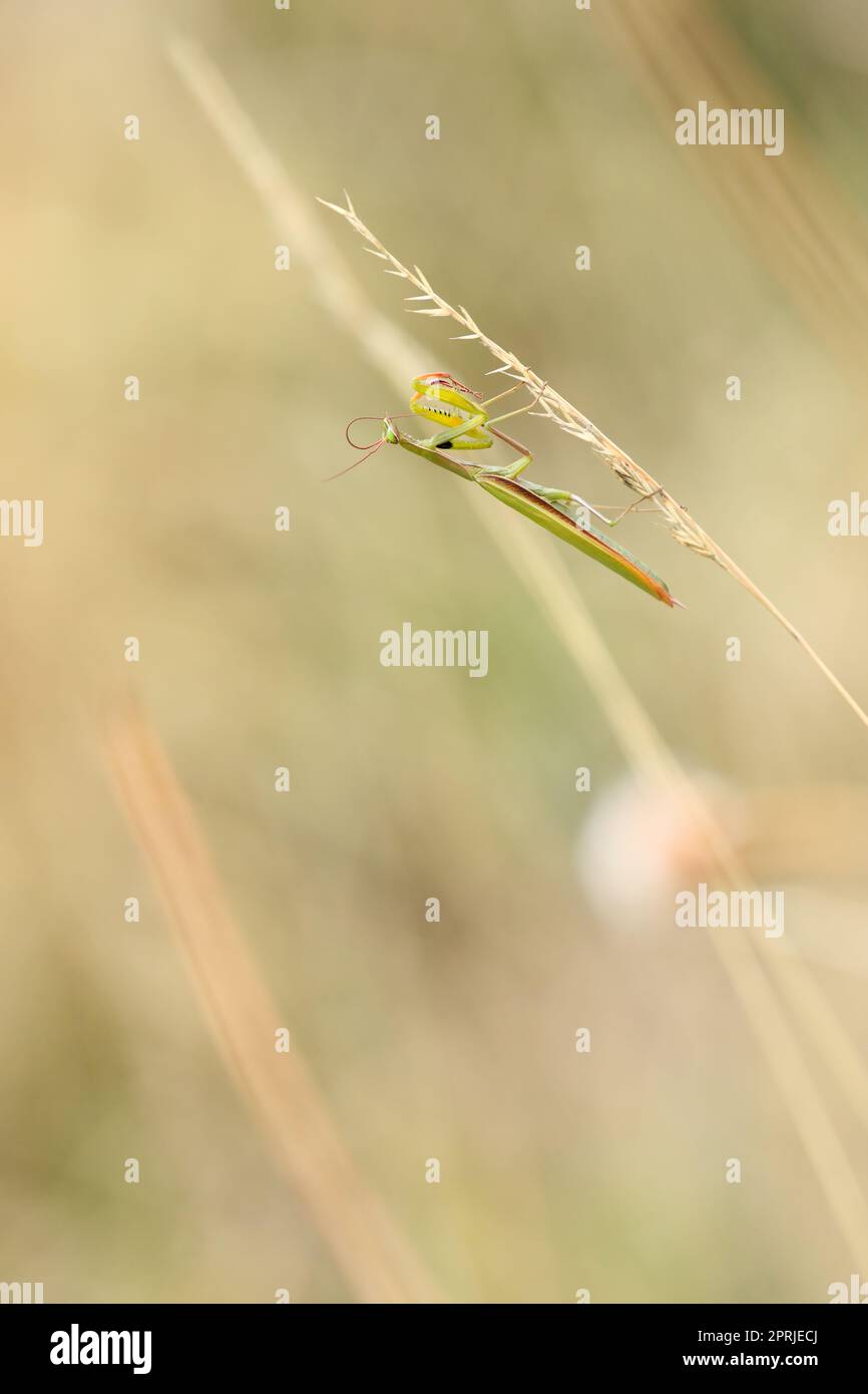 Insecte Mantis religiosa sur une lame d'herbe sur un pré d'été Banque D'Images