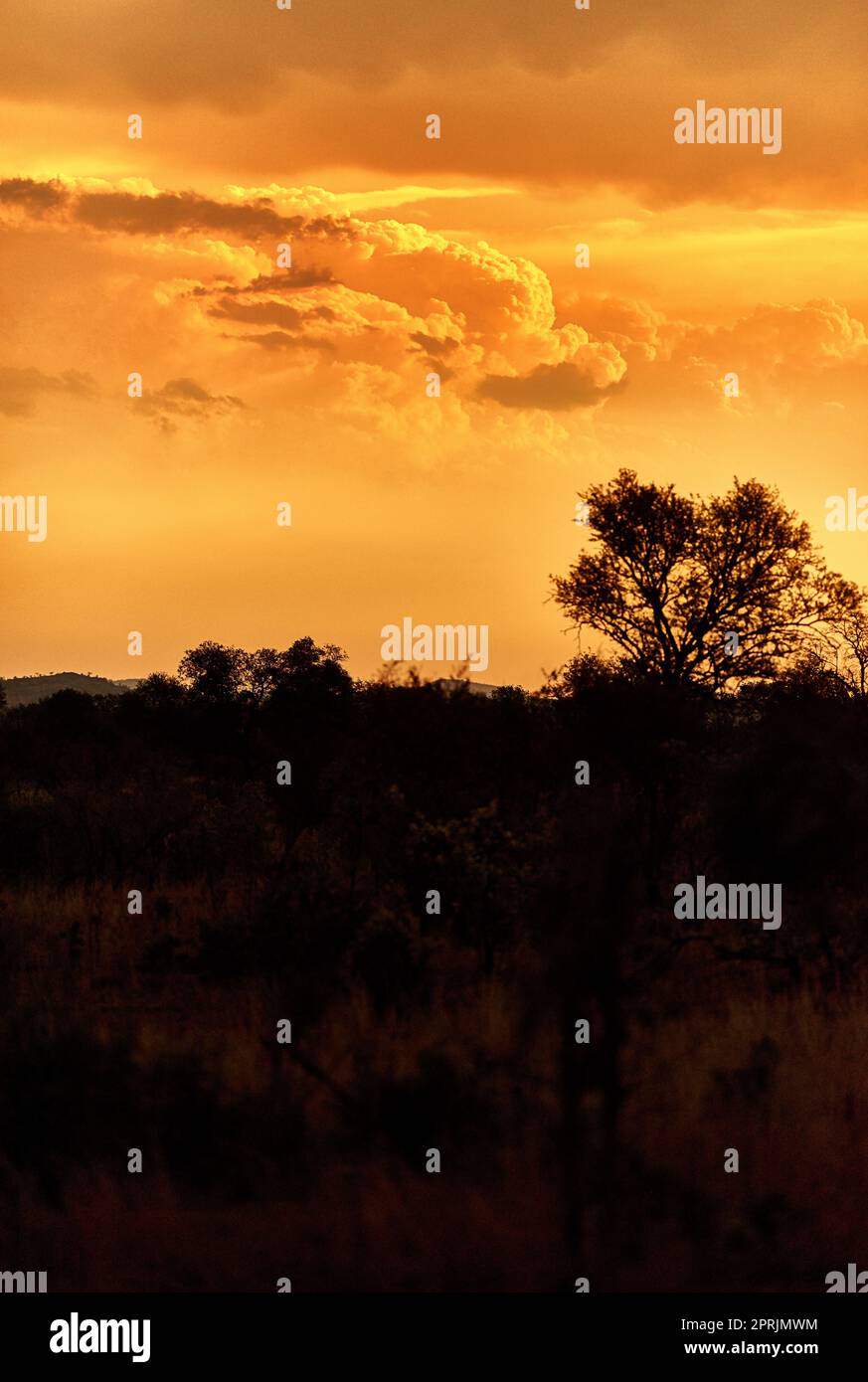 Le soleil se couche sur les plaines africaines, le Bush africain au coucher du soleil. Banque D'Images