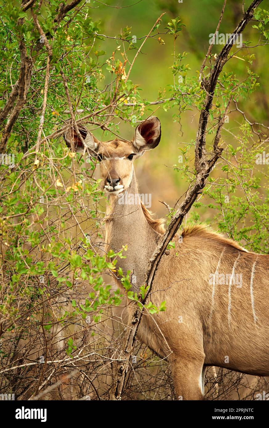 Restez vigilant, restez en vie. Un mâle Nyala sur les plaines de l'Afrique. Banque D'Images