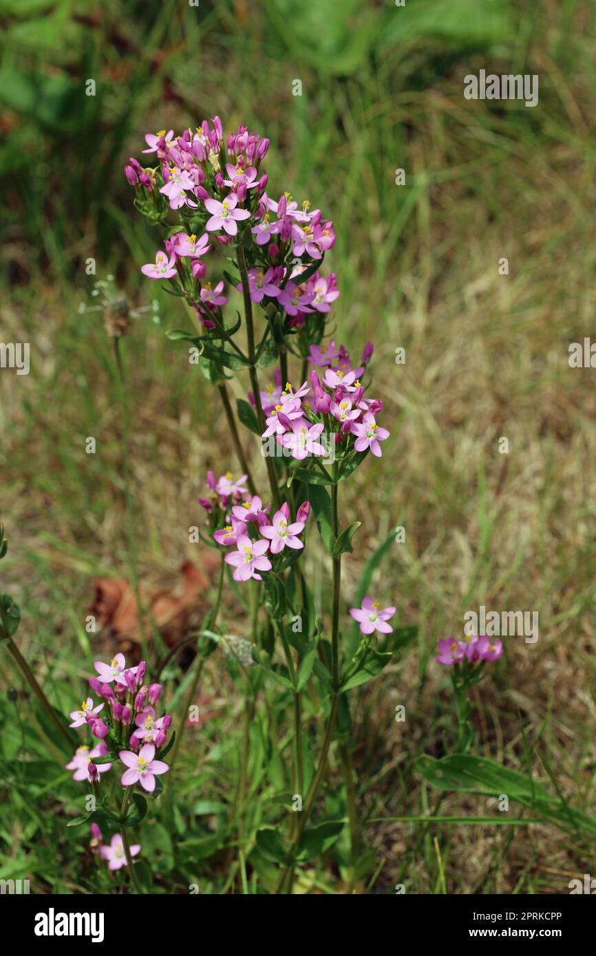 Centaurie rose, Centaurium erythraea, fleurs en amas sur la lande avec un fond flou d'herbe. Banque D'Images