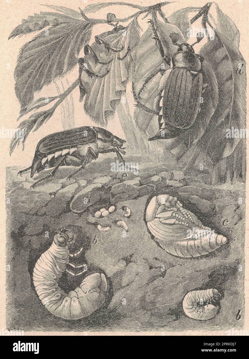 Illustration antique gravée de la métamorphose de la coqs. Illustration ancienne du Maybug. Ancienne photo gravée du Grand Maybeetle. Image Banque D'Images