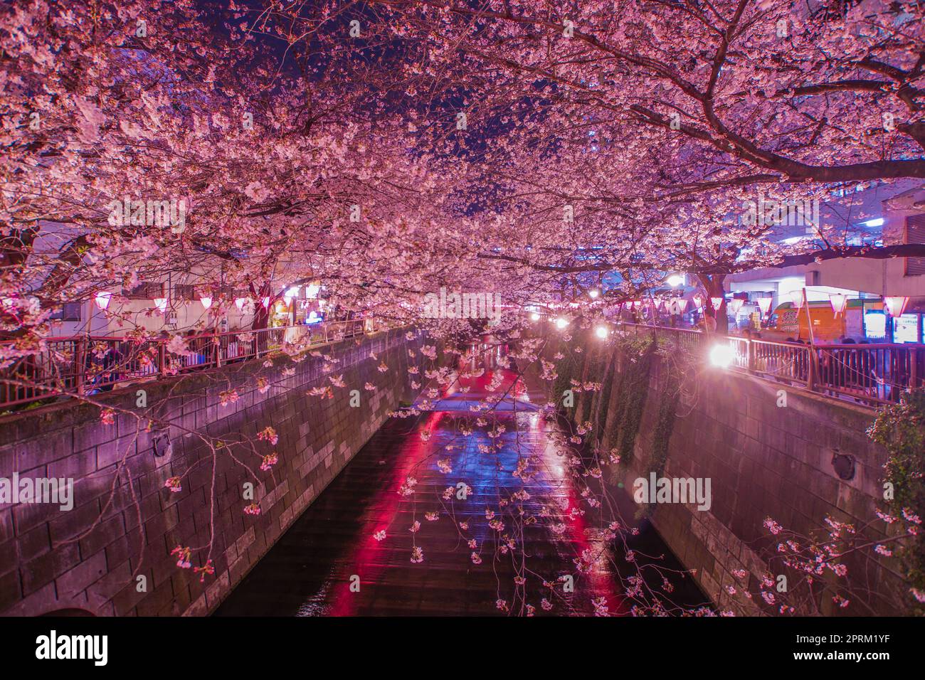 Nuit de la rivière Meguro Sakura (Nakameguro). Lieu de tournage: Tokyo Meguro-ku Banque D'Images