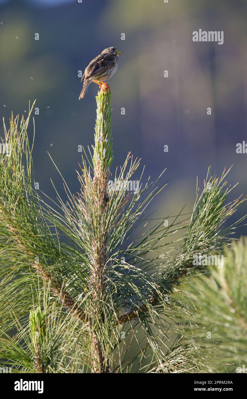 Mise en grappes de maïs Emberiza calandra perchée sur un pin de l'île des Canaries Pinus canariensis. Le parc rural Nublo. Tejeda. Grande Canarie. Îles Canaries. Espagne. Banque D'Images