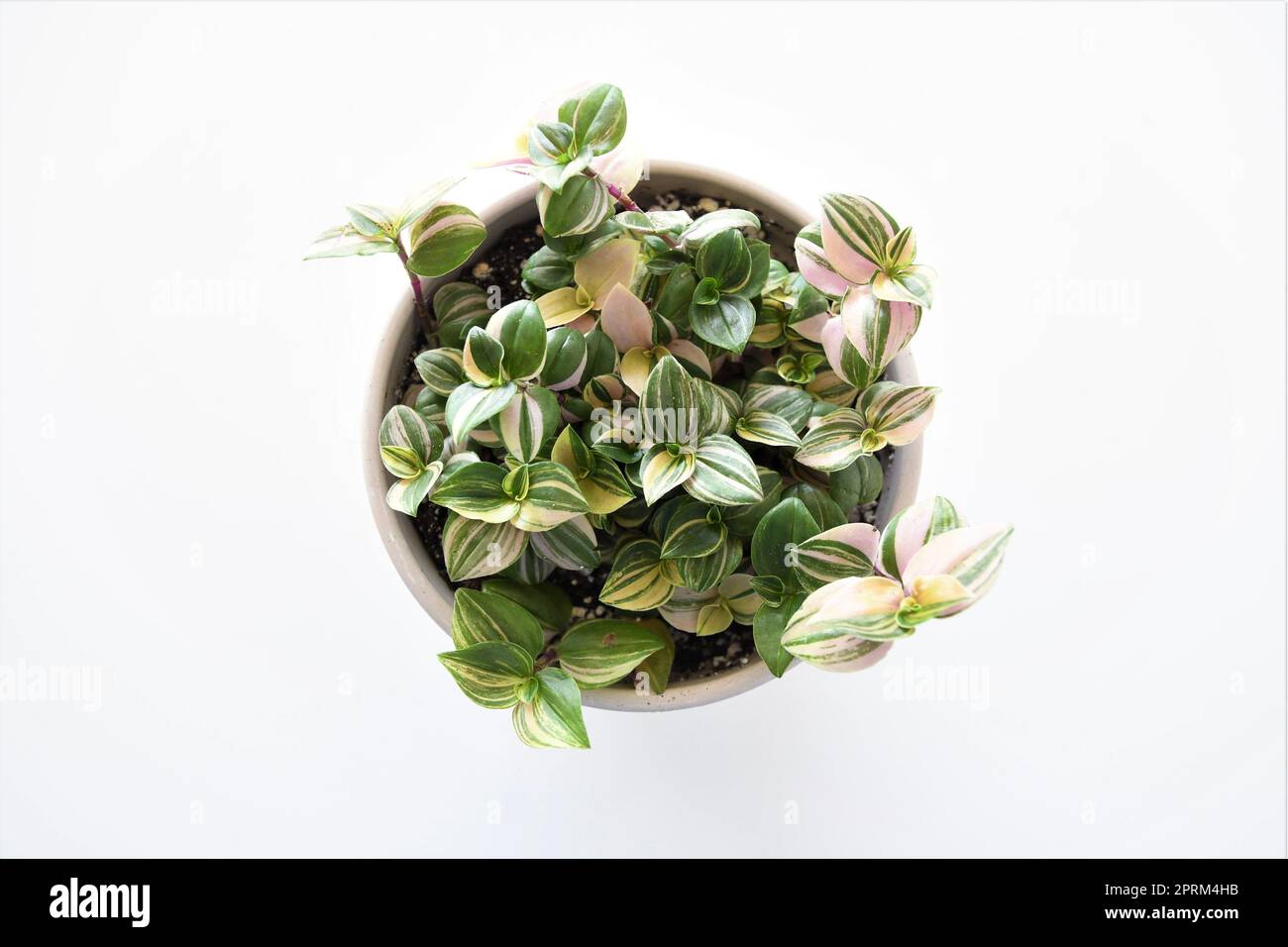 Tradescantia fluminensis plante d'intérieur tricolore, dans un pot blanc, isolé sur fond blanc. Les feuilles sont vertes, blanches et roses. Prise de vue d'en haut. Banque D'Images