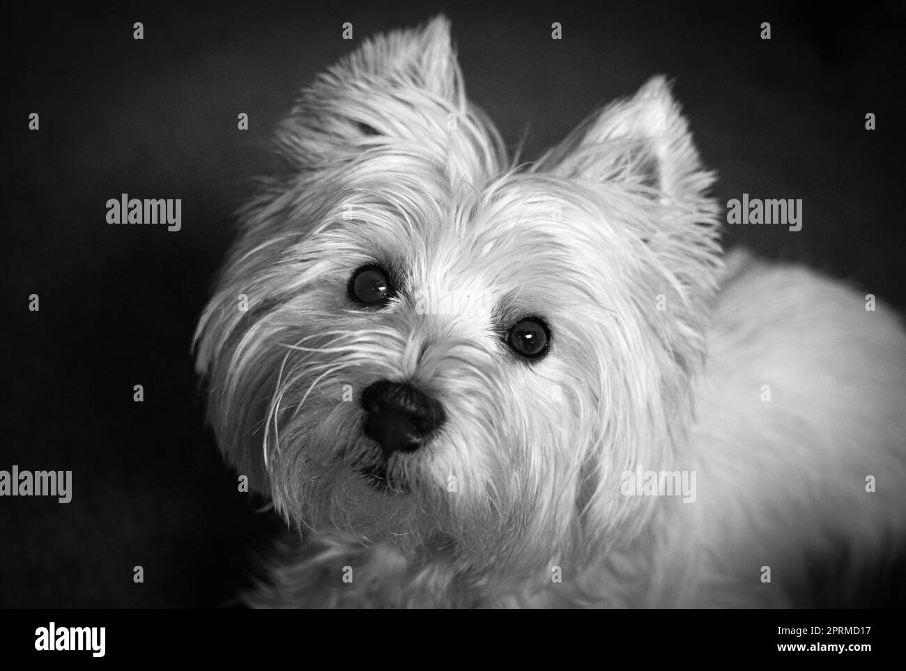 Magnifique portrait West Highland White Terrier, en regardant l'appareil photo Banque D'Images
