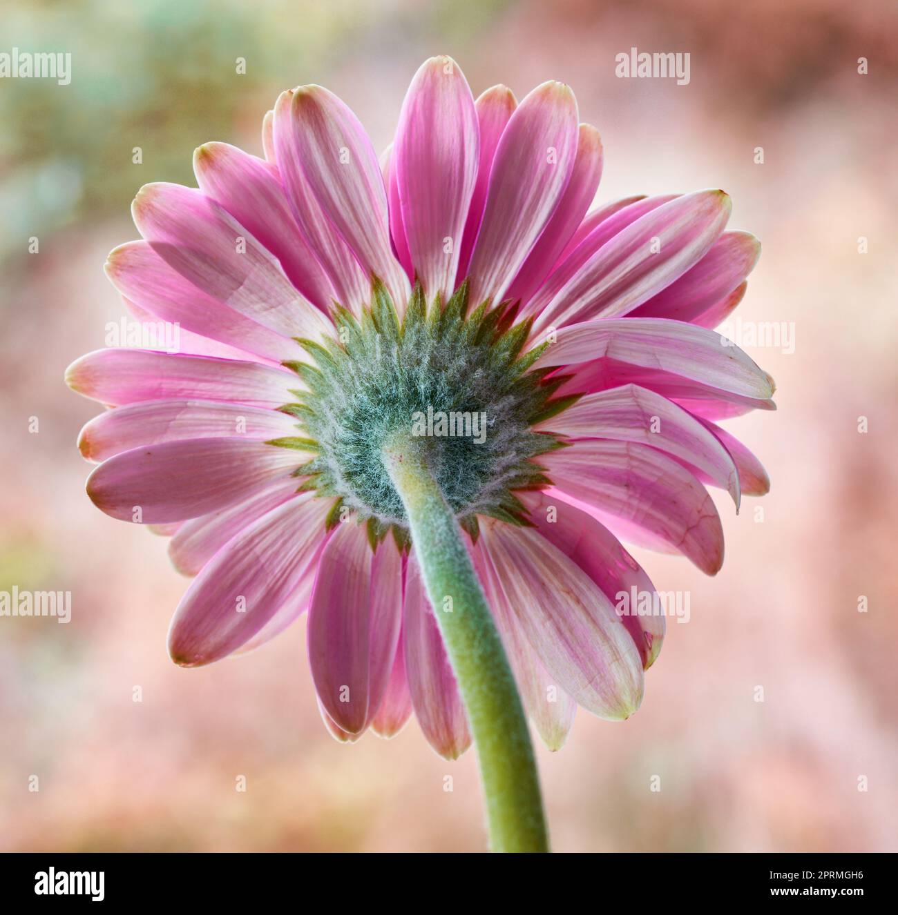 Belle fleur de gerbera. Gerbera est originaire des régions tropicales d'Amérique du Sud, d'Afrique et d'Asie. Banque D'Images