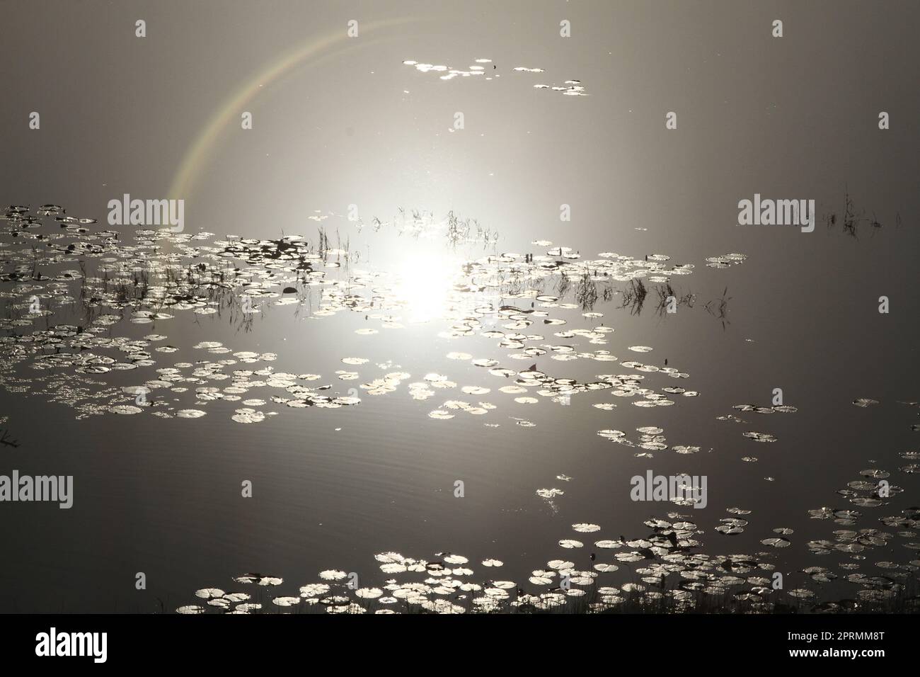 Réflexion de la lune sur l'eau avec les plantes en croissance Banque D'Images