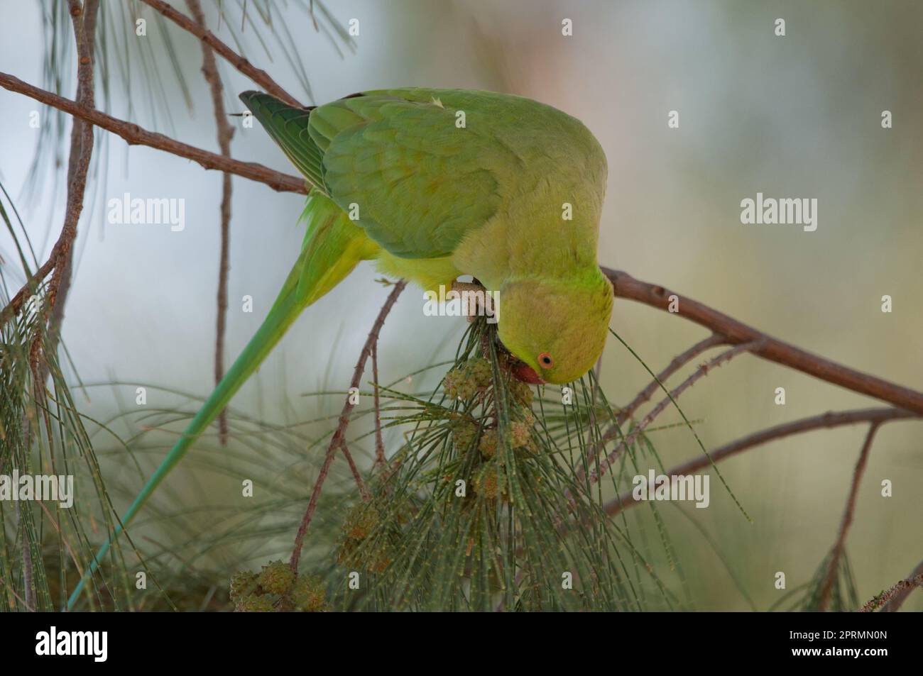 Parakeet à anneaux de roses mangeant des graines de fruits de chêne-she côtiers. Banque D'Images