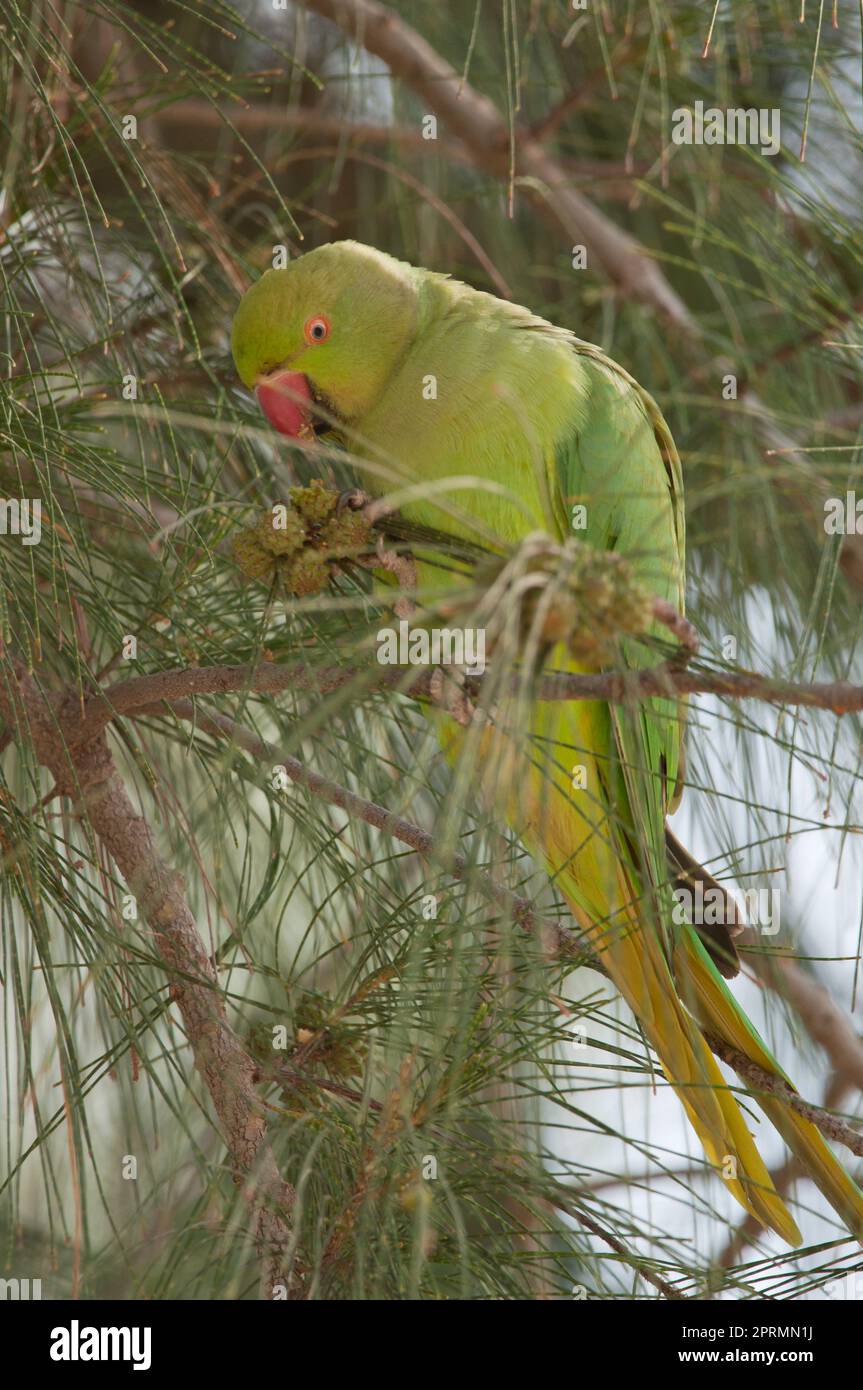 Parakeet à anneaux de roses mangeant des graines de fruits de chêne-she côtiers. Banque D'Images