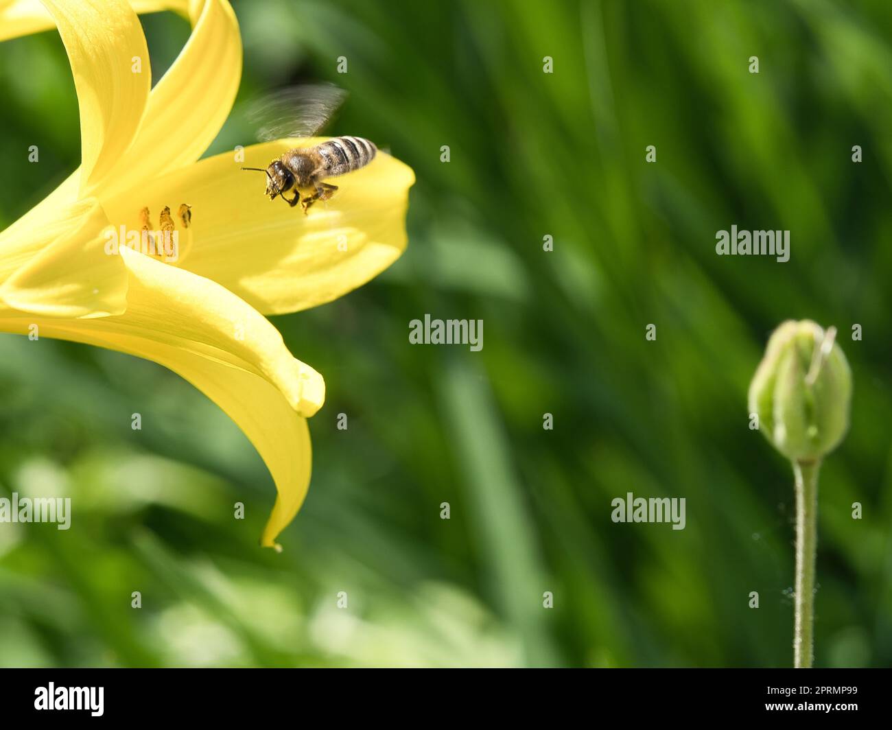 Abeille collectant le nectar en vol sur une fleur de lys jaune. Insecte occupé. Banque D'Images