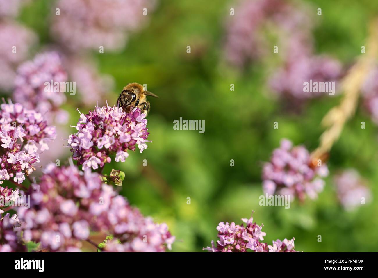 Abeille collectant le nectar sur une fleur du buisson de papillon de fleur. Insectes occupés Banque D'Images