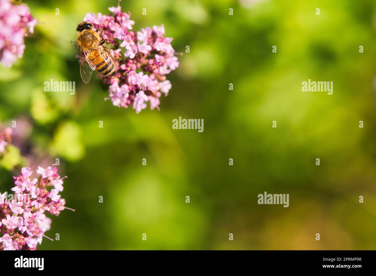 Abeille collectant le nectar sur une fleur du buisson de papillon de fleur. Insectes occupés Banque D'Images