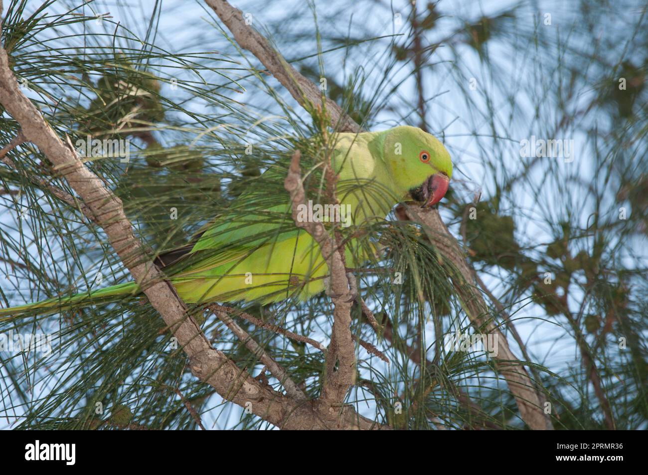 Parakeet à anneaux de roses mangeant des graines de fruits de chêne-she côtiers. Banque D'Images