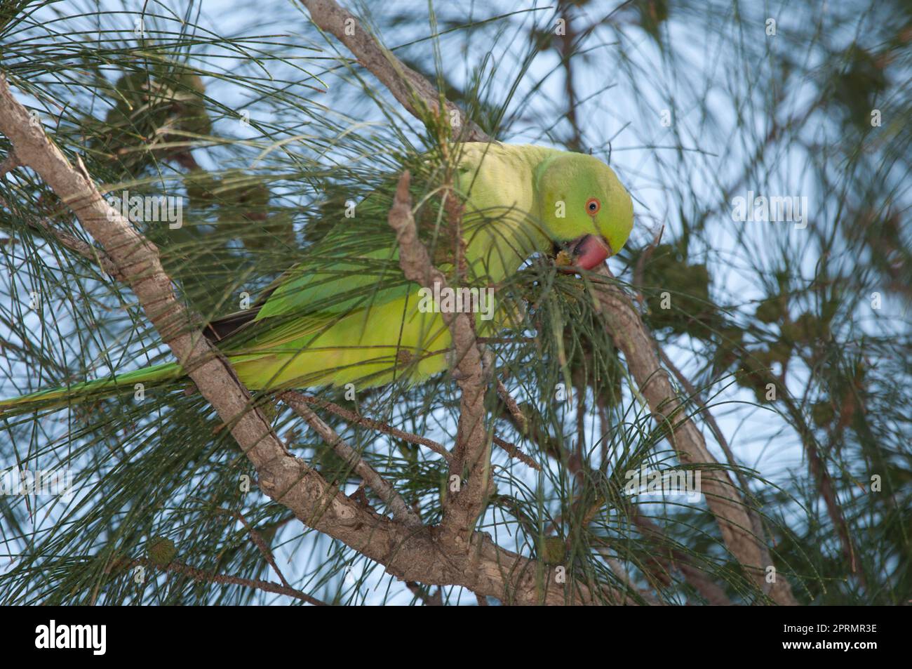 Parakeet à anneaux de roses mangeant des graines de fruits de chêne-she côtiers. Banque D'Images