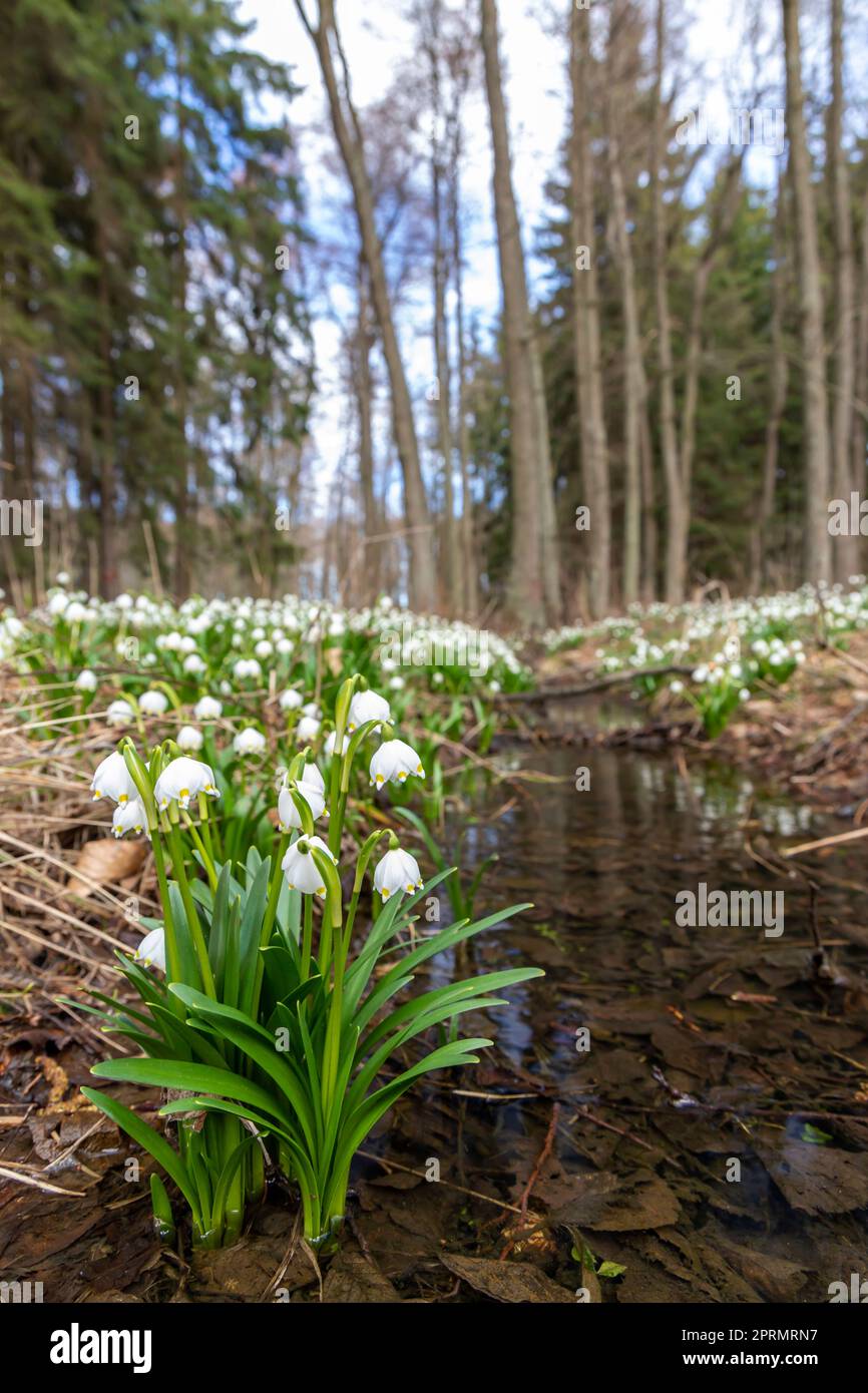 La forêt au début du printemps avec le printemps, Flocon, Vysocina République Tchèque Banque D'Images