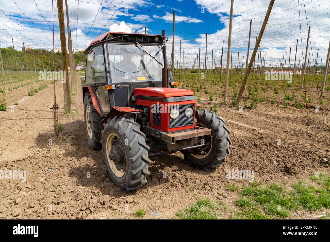 Champ de houblon, début du printemps près de Zatec, République tchèque Banque D'Images