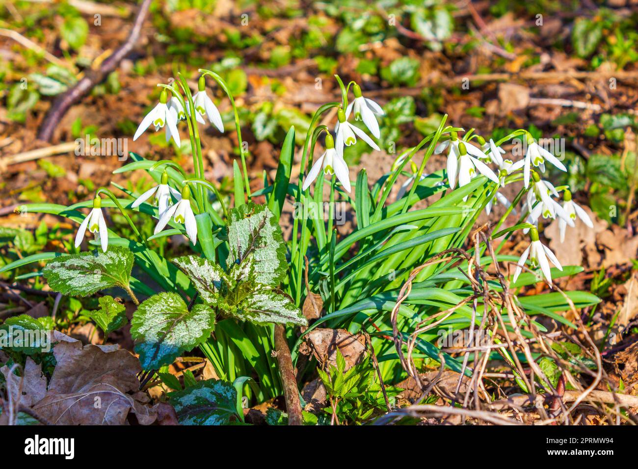 Chutes de neige sur le sol de la forêt avec feuillage et herbe Allemagne. Banque D'Images