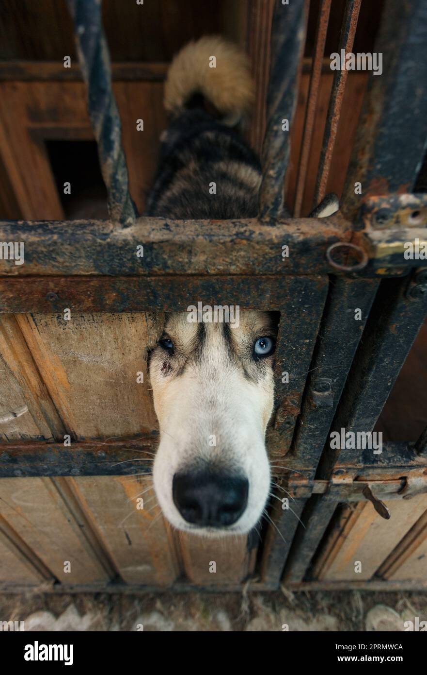 Chien husky à œil bleu qui regarde à travers un trou dans la porte de l'enceinte. Banque D'Images