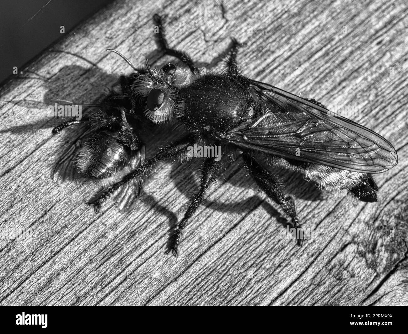 La mouche de meurtre jaune ou de vol de voleur comme image noire et blanche avec un bourdon comme proie Banque D'Images