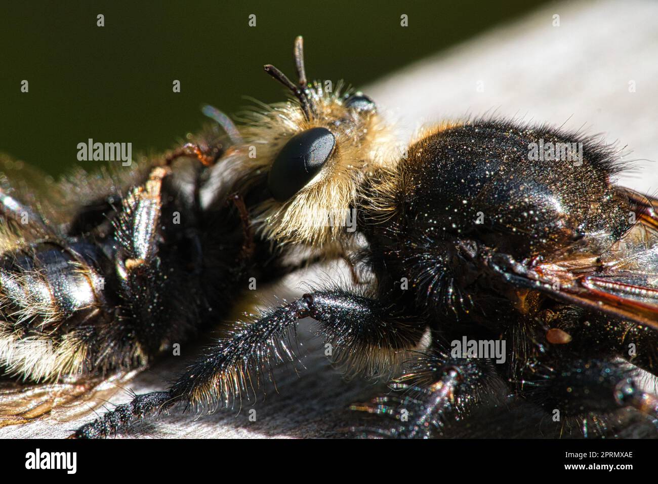Mouche de meurtre jaune ou mouche jaune avec un bourdon comme proie. L'insecte est aspiré Banque D'Images