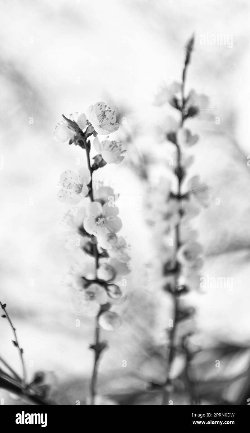 Branches d'arbre fleuries avec des fleurs de printemps sur fond naturel flou, fleur d'amande Banque D'Images Branches d'arbre fleuries avec des fleurs de printemps sur fond naturel flou, fleur d'amande Banque D'Images